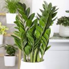 Houseplant Zamioculcas zamiifolia Fern Arum 100 PCS Seeds