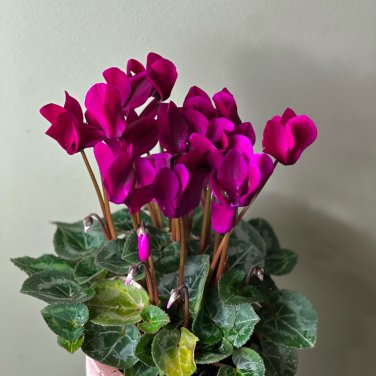 'Houniao' Purple Cyclamen 5 PCS Seeds
