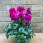 'Houniao' Purple Cyclamen 5 PCS Seeds