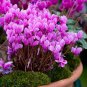 'Houniao' Purple Cyclamen 5 PCS Seeds