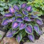 Hot Selling Gimax Hosta Flower Garden Perennials 150 PCS Seeds