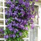 Hot Selling Gimax Clematis Flower Perennial Plant Garden 100 PCS Seeds Hot Selling Gimax Clematis Flower Perennial Plant Garden 100 PCS Seeds