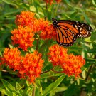 Hot Sale Sementes Flower Attractive Butterfly Milkweed Asclepias 20 PCS Seeds