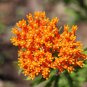 Hot Sale Sementes Flower Attractive Butterfly Milkweed Asclepias 20 PCS Seeds