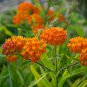 Hot Sale Sementes Flower Attractive Butterfly Milkweed Asclepias 20 PCS Seeds