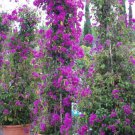 Hot Sale Pink Climbing Bougainvillea Spectabilis Willd 100 PCS Seeds