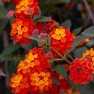 Hot Sale Orange Lantana Camara Perennial 20 PCS Seeds