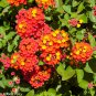 Hot Sale Orange Lantana Camara Perennial 20 PCS Seeds