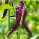 Hot Purple Chilli Pepper Cayenne 20 PCS Seeds