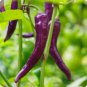 Hot Purple Chilli Pepper Cayenne 20 PCS Seeds