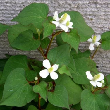 Hot Pure Natural Herba Houttuyniae Chinese Herbal Bonsai 100 PCS Seeds