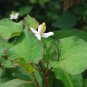 Hot Pure Natural Herba Houttuyniae Chinese Herbal Bonsai 100 PCS Seeds