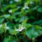 Hot Pure Natural Herba Houttuyniae Chinese Herbal Bonsai 100 PCS Seeds