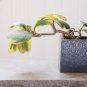 Hoya Kerrii Bonsai Hybrid 100 PCS Seeds