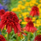 Hot papaya' Echinacea Fire Red Bonsai Coneflower 200 PCS Seeds Hot papaya' Echinacea Fire Red Bonsai Coneflower 200 PCS Seeds