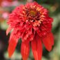 Hot papaya' Echinacea Fire Red Bonsai Coneflower 200 PCS Seeds