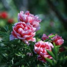 Hot Fire Red Wrinkled Peony Tree 5 PCS Seeds Hot Fire Red Wrinkled Peony Tree 5 PCS Seeds