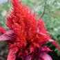 Hot Fire Red Cockscomb Annual Flower 30 PCS Seeds