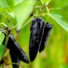 Hot Chilli Pepper Black Olive professional pack 20 PCS Seeds Hot Chilli Pepper Black Olive professional pack 20 PCS Seeds