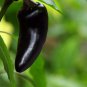 Hot Chilli Pepper Black Olive professional pack 20 PCS Seeds