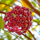 Hoya Carnosa White and Dark Red Bi-color 100 PCS Seeds Hoya Carnosa White and Dark Red Bi-color 100 PCS Seeds
