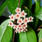 Hoya Carnosa Plant Garden Plant 15 PCS Seeds