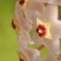 Hoya Carnosa Plant Garden Plant 15 PCS Seeds