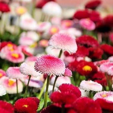 Heirloom White Red Bellis Perennis Daisy Perennial Flower 30 PCS Seeds