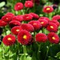 Heirloom White Red Bellis Perennis Daisy Perennial Flower 30 PCS Seeds