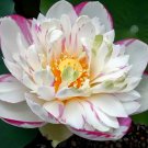 Heirloom White Pink Double Wrinkled Nelumbo Nucifera Lotus Flower 1 PCS Seeds Heirloom White Pink Double Wrinkled Nelumbo Nucifera Lotus Flower 1 PCS Seeds