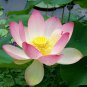 Heirloom White Pink Double Wrinkled Nelumbo Nucifera Lotus Flower 1 PCS Seeds