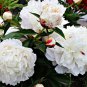 Heirloom White Peony for Oil 5 PCS Seeds