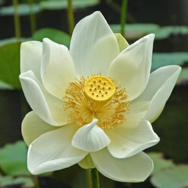 Heirloom White Nelumbo Nucifera 1 PCS Seeds