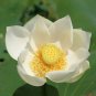 Heirloom White Nelumbo Nucifera 1 PCS Seeds