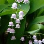 White Lily of the Valley Convallaria majalis Perennial Flower 50 PCS Seeds