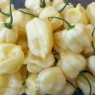 Heirloom White Hot Pepper 20 PCS Seeds Heirloom White Hot Pepper 20 PCS Seeds