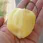 Heirloom White Hot Pepper 20 PCS Seeds
