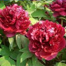 Heirloom White Dark Red Tree Peony Flower 5 PCS Seeds Heirloom White Dark Red Tree Peony Flower 5 PCS Seeds