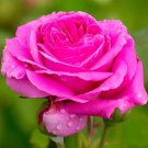 Heirloom Water Pink European Rose Flowers 20 PCS Seeds