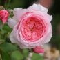 Heirloom Water Pink European Rose Flowers 20 PCS Seeds