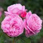 Heirloom Water Pink European Rose Flowers 20 PCS Seeds
