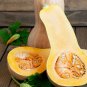 Heirloom Waltham Butternut White Winter Squash 10 PCS Seeds