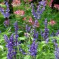 Heirloom Victoria Salvia farinacea Sage Perennial Flower 30 PCS Seeds