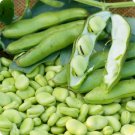Heirloom Vicia faba Dwarf Broad Bean 5 PCS Seeds