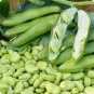 Heirloom Vicia faba Dwarf Broad Bean 5 PCS Seeds