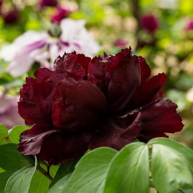 Heirloom Tree-headed Dark Red Peony Shrub Flower 5 PCS Seeds