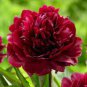 Heirloom Tree-headed Dark Red Peony Shrub Flower 5 PCS Seeds