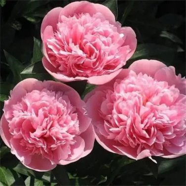 Heirloom 'Tou guan' Pink Peony Shrub 5 PCS Seeds