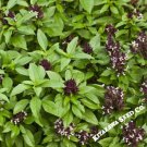 Heirloom Thai Siam Queen Basil 20 PCS Seeds