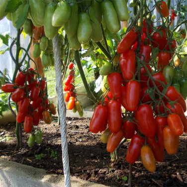 Heirloom Ukraine Kibits Tomato 50 PCS Seeds